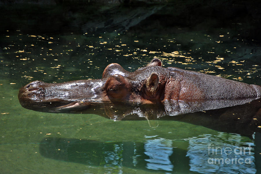 Hippopotamus Photograph by PatriZio M Busnel
