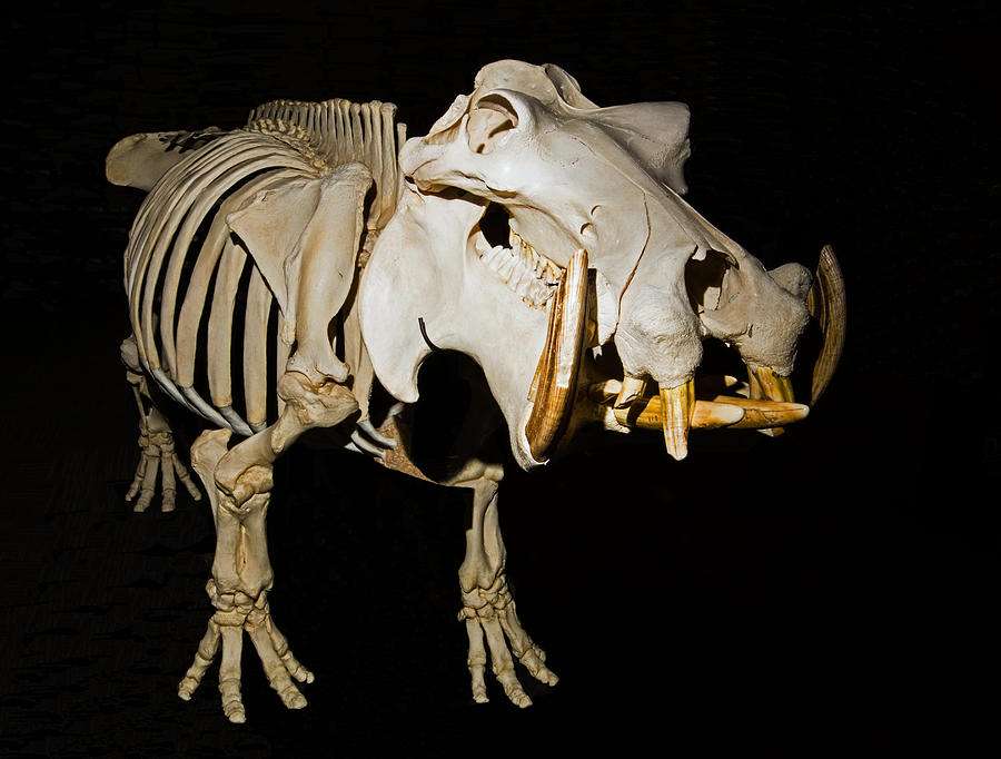 Hippopotamus Skeleton Photograph by Millard H. Sharp