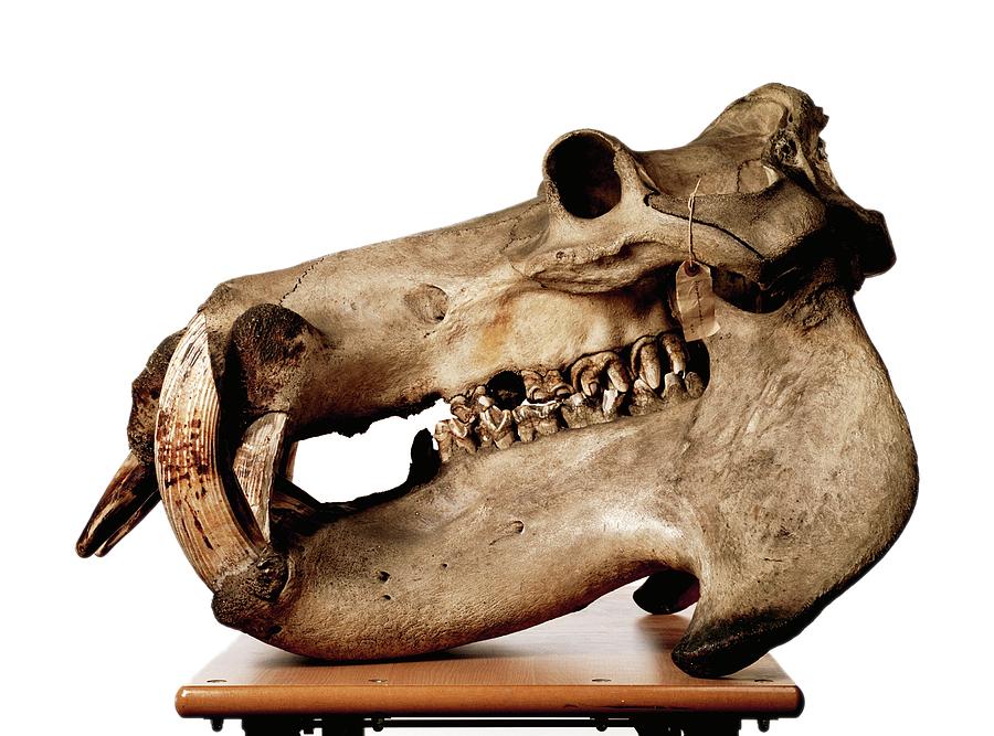 Hippopotamus Skull Photograph by Ucl, Grant Museum Of Zoology | Pixels