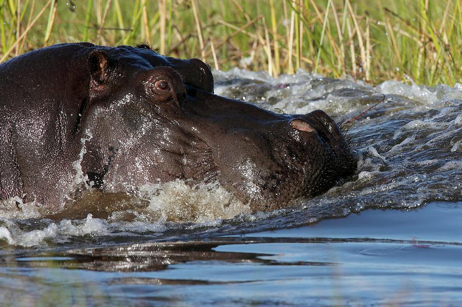 Hippopotamus Photograph - Hippopotamus by Steve Allen/science Photo Library