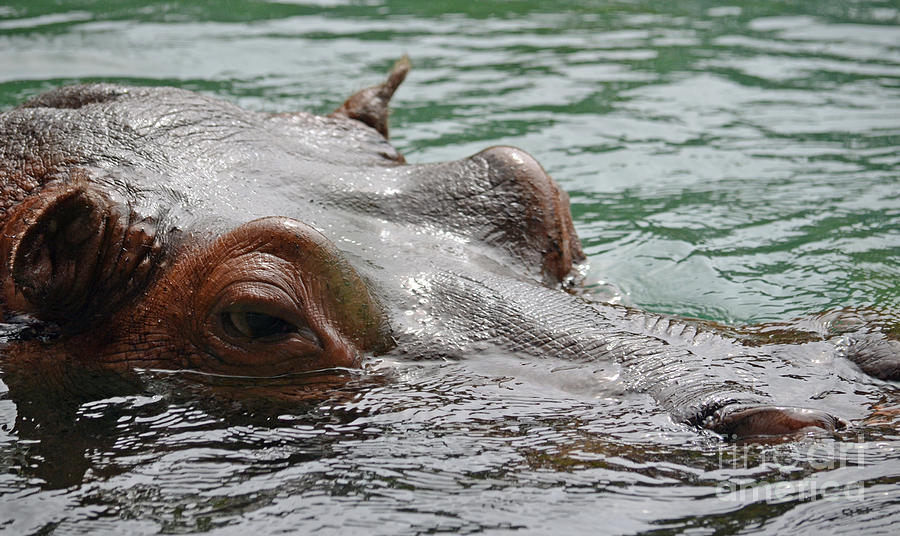 Prehistoric Photograph - Hippopotamus Surfacing by Jim Fitzpatrick