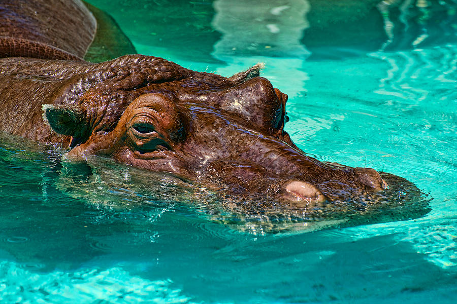 https://images.fineartamerica.com/images-medium-large-5/hippopotamus-swimming-pool-berkehaus-photography.jpg