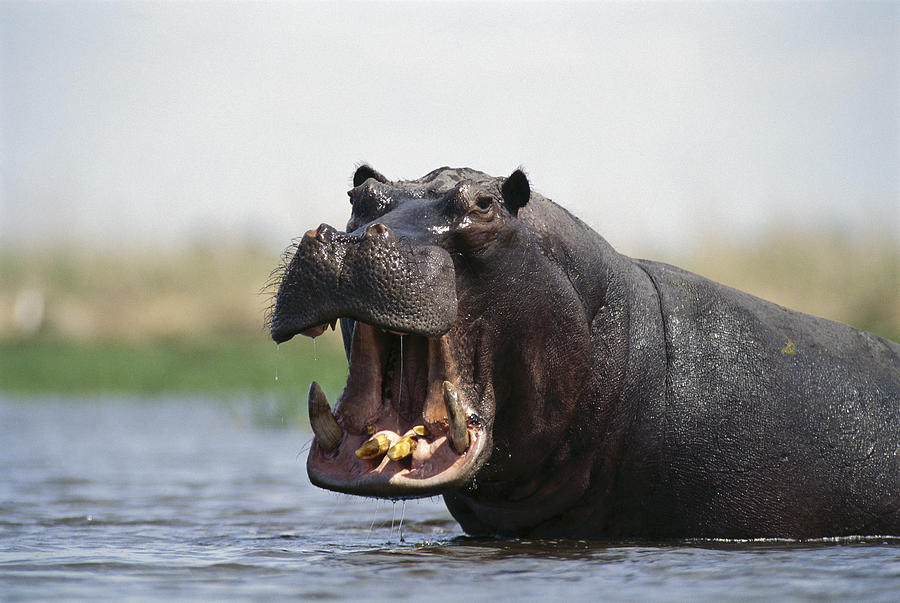 Hippopotamus Threat Display Linyanti Photograph by Gerry Ellis