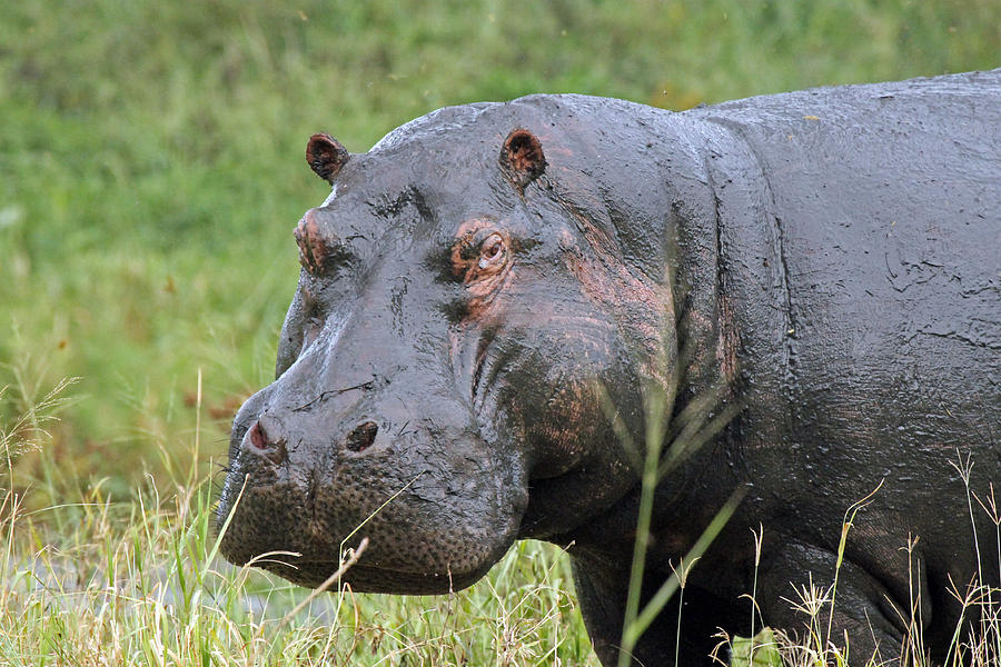 Hippopotamus Photograph by Tony Murtagh