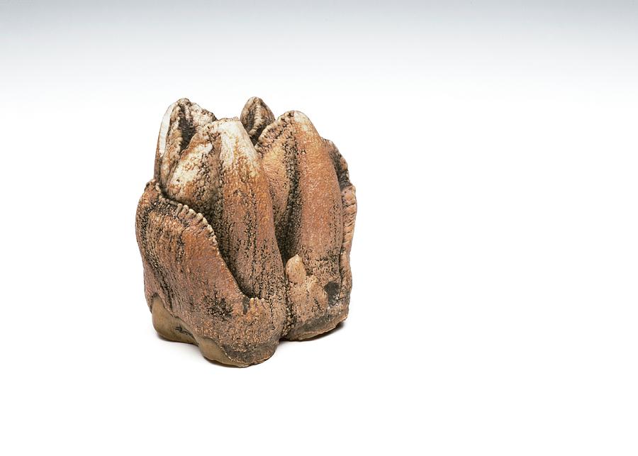 Still Life Photograph - Hippopotamus Tooth by Ucl, Grant Museum Of Zoology