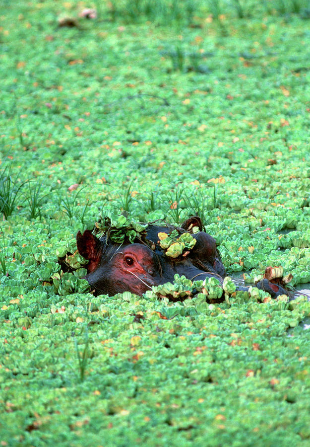 Hippopotamus Under Weeds Photograph by William Ervin/science Photo Library