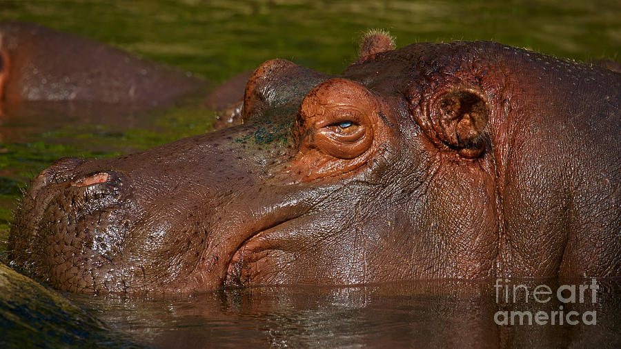 Hippopotamus With Its Head Just Above Water Photograph