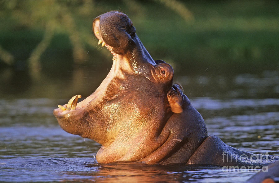 Hippopotamus With Mouth Open Photograph by Art Wolfe