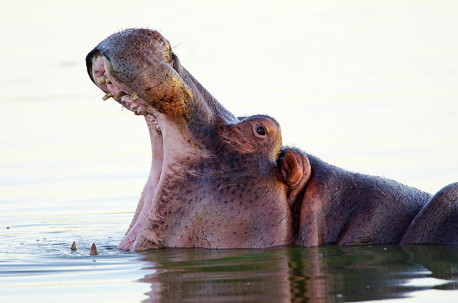 Hippopotamus Yawning - South Africa Photograph by Birdimages
