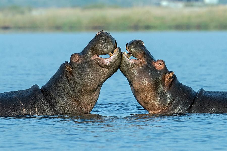 Hippopotamuses Being Affectionate Photograph by Tony Camacho/science Photo Library