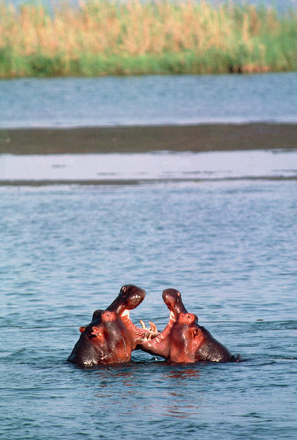 Hippopotamuses Fighting Photograph by William Ervin/science Photo Library