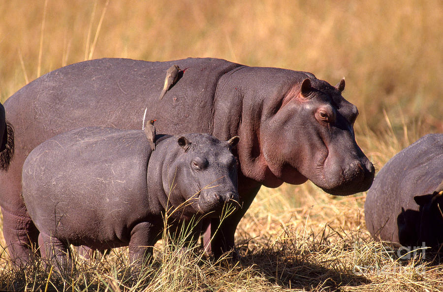 Hippopotamuses With Oxpeckers Photograph by Gregory G. Dimijian, M.D.