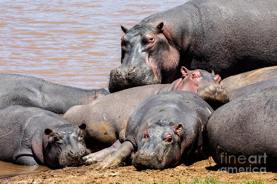 Hippos By Mara River In Maasai Mara Photograph by Greg Dimijian