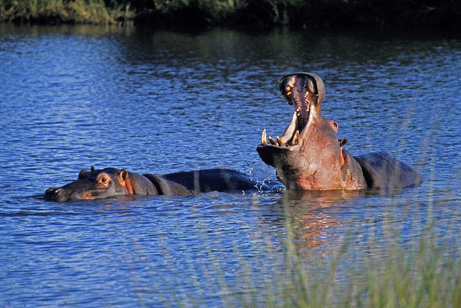 Hippos Photograph by Dennis Cox