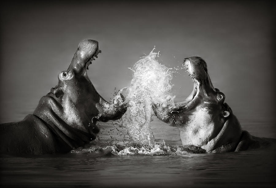 Nature Photograph - Hippos fighting by Johan Swanepoel