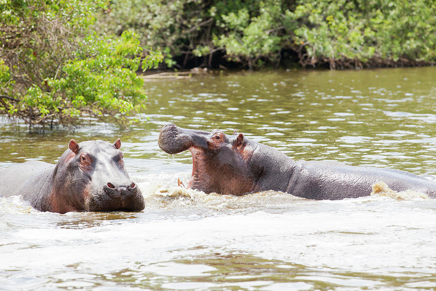 Hippopotamus Photograph - Hippos In Water Under African Sun by 1001slide