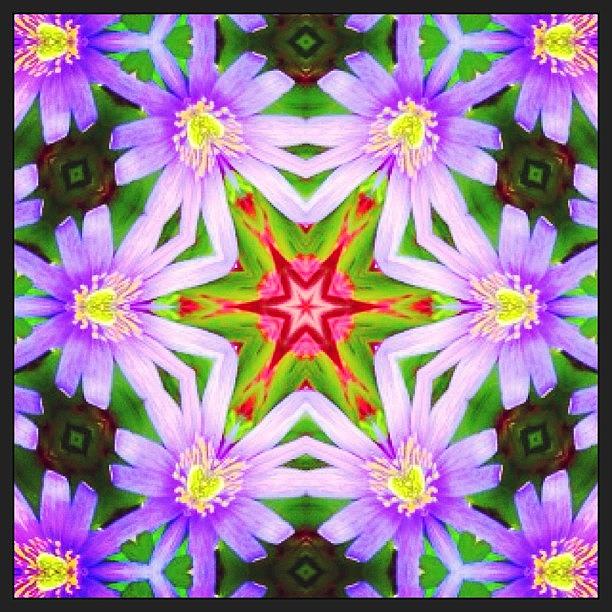 Flowers Still Life Photograph - #hippy #flower #fractal #photography On by Pixie Copley