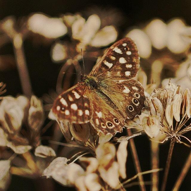 Butterfly Photograph - #hipstamatic #oggl #vincent #rijks by Miss Wilkinson