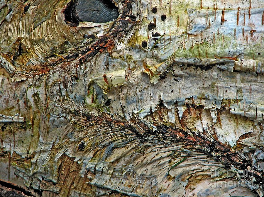 His Bark is Worse than His Bite Photograph by Chris Anderson