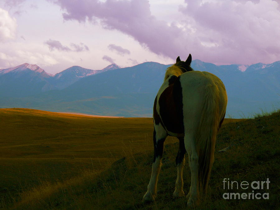 His Domain Photograph by Laura Christie Eddington Artworks Fine Art