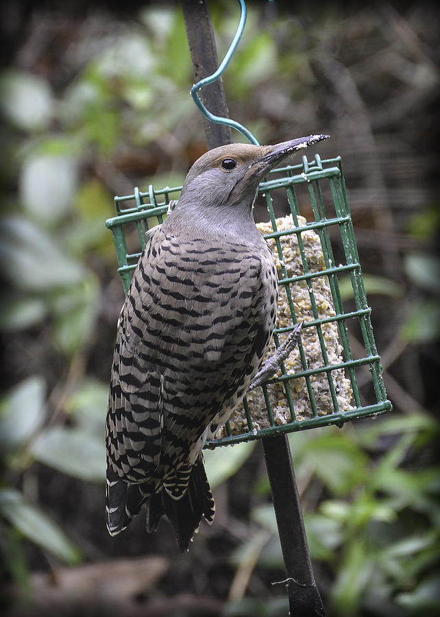 His Eye is on the Suet Photograph by Ronda Broatch