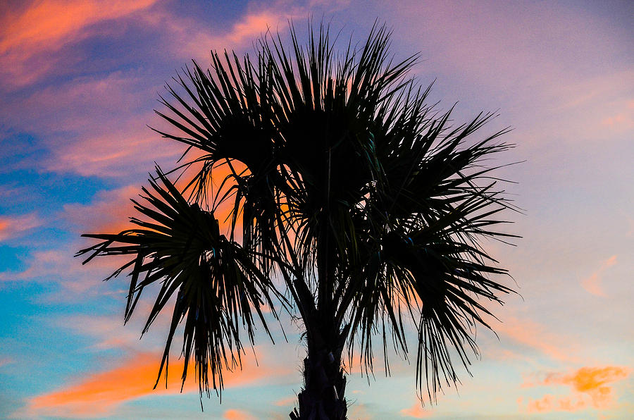 His Favorite Palm Tree  Photograph by Mary Hahn Ward