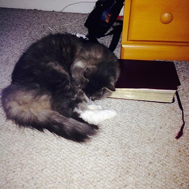 His Favorite Spot? My Bible. He Loves Photograph by Stephanie Ingram