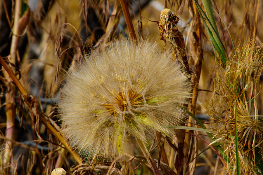 His Glory in the details Photograph by Tikvahs Hope