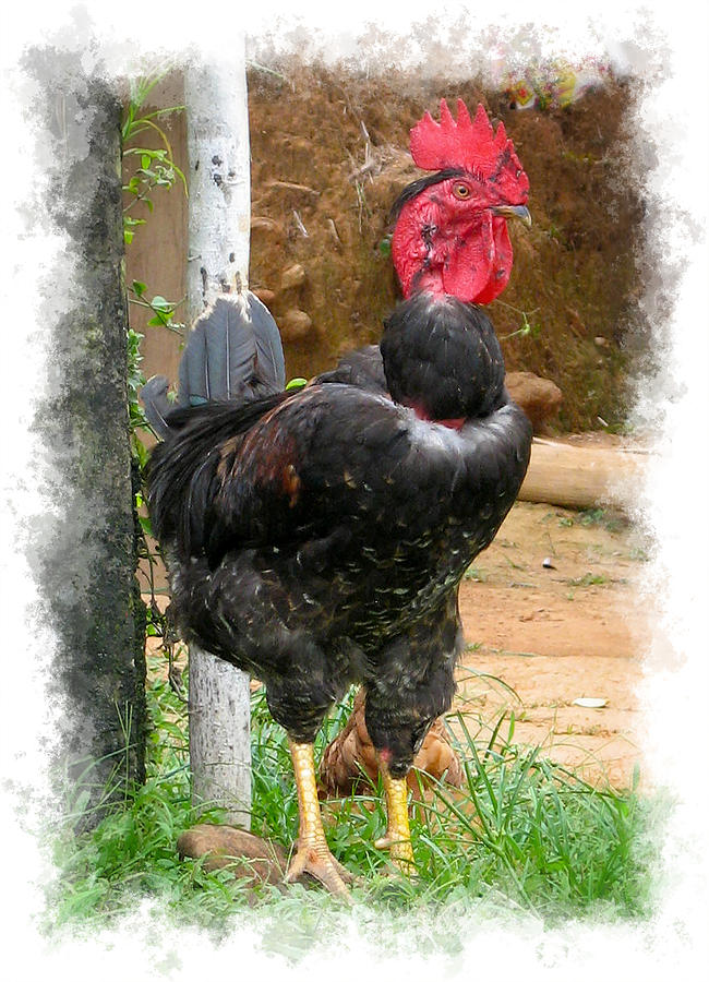 Rooster Photograph - His Magesty by Kurt Van Wagner