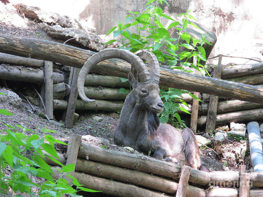 Goat Photograph - His Majesty by Ausra Huntington nee Paulauskaite