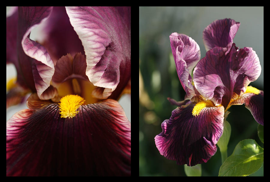His Majesty Iris Diptych Photograph by Kathy Clark
