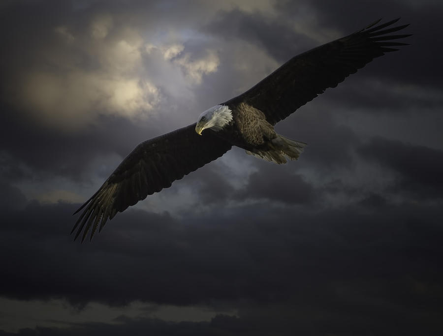 Eagle Photograph - His Majesty by Thomas Young