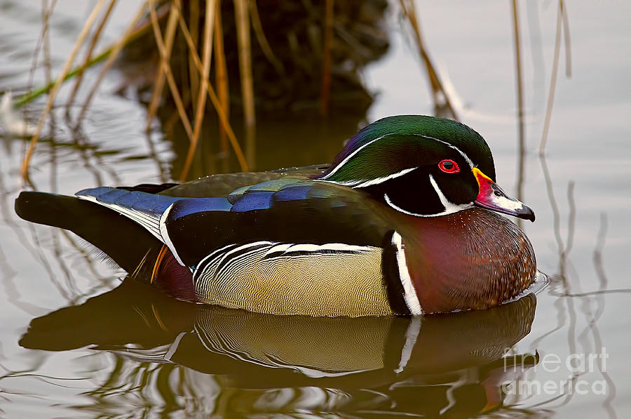 Duck Photograph - His Majesty Wood Duck by Sharon Talson