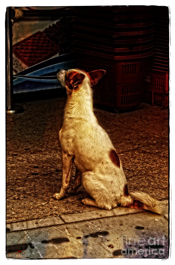 Dog Photograph - His Masters Voice by Mary Machare