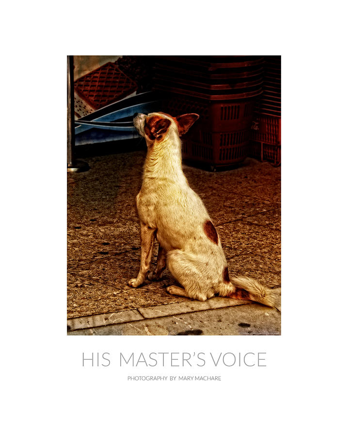 His Masters Voice - Poster Photograph by Mary Machare