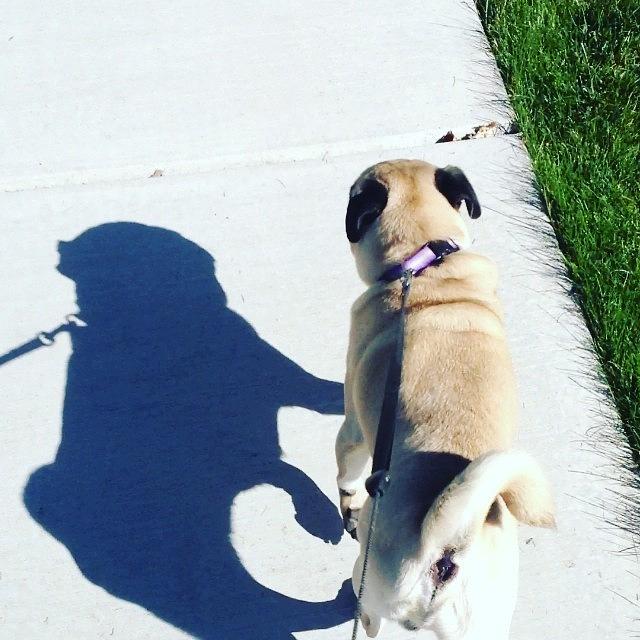 His Shadow Is How Big He Thinks He Is Photograph by Nathan Histed