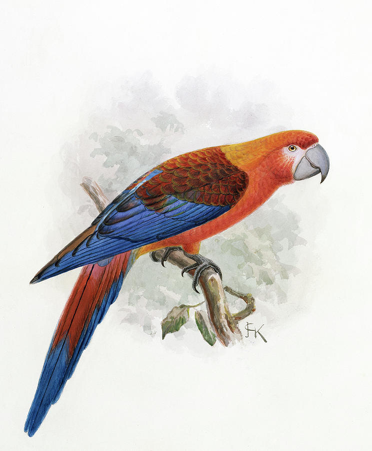 Hispaniolan Macaw Photograph by Natural History Museum, London/science Photo Library