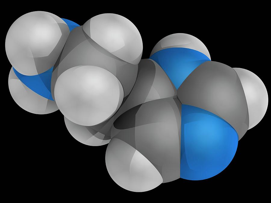 Histamine Molecule Photograph by Laguna Design/science Photo Library ...