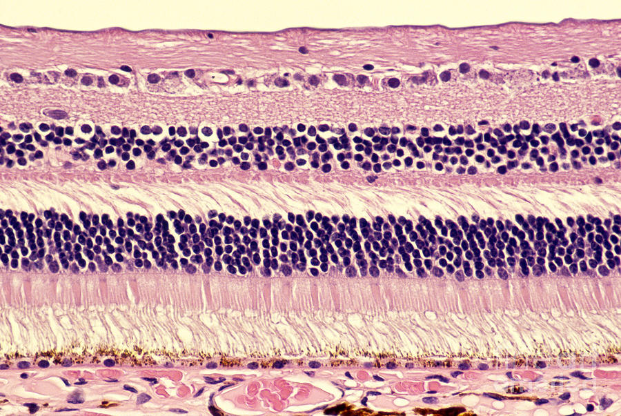 Camadas Da Retina Histologia - LIBRAIN