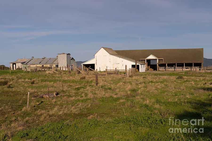 Historic D Ranch In Point Reyes California DSC2354 Photograph by Wingsdomain Art and Photography