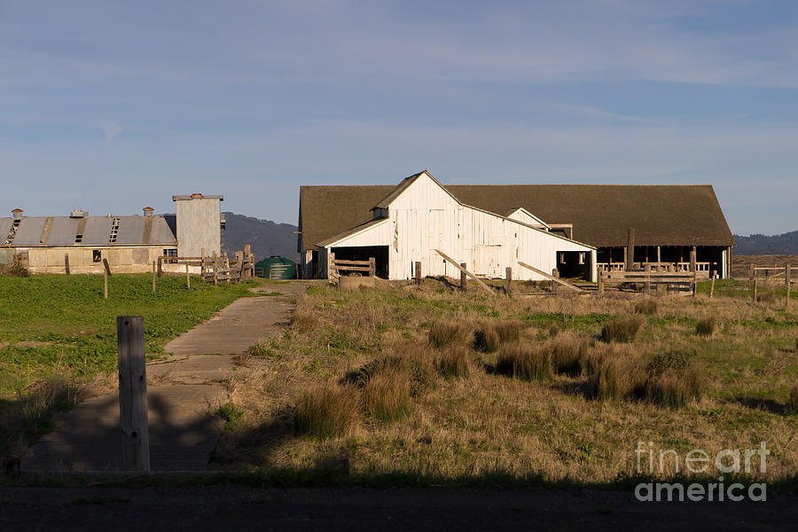 Historic D Ranch In Point Reyes California DSC2399 Photograph by Wingsdomain Art and Photography