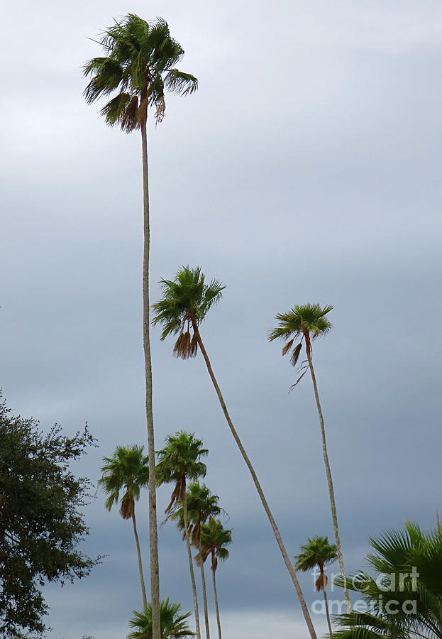 Historic Koreshan Unity Community. Unusually Tall Palm Trees. Estero Florida. 1893. Photograph by Robert Birkenes