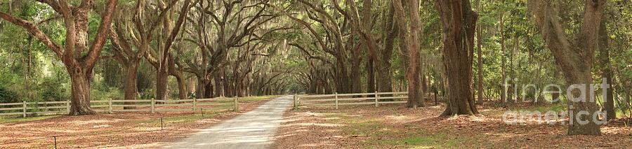 Avenue Of The Oaks Photograph - Historic Plantation Road by Adam Jewell