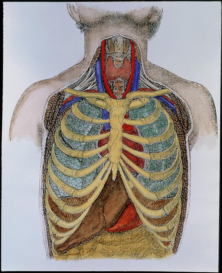 Historical Artwork Of Organs In The Human Thorax Photograph by Science ...