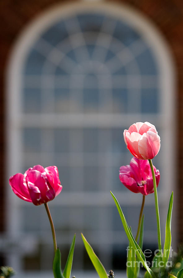 Historical Home With Pink Tulips Photograph