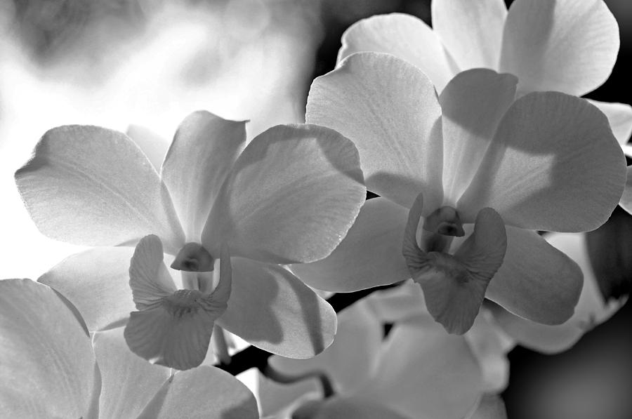 Hit by Light. White Orchids Photograph by Jenny Rainbow