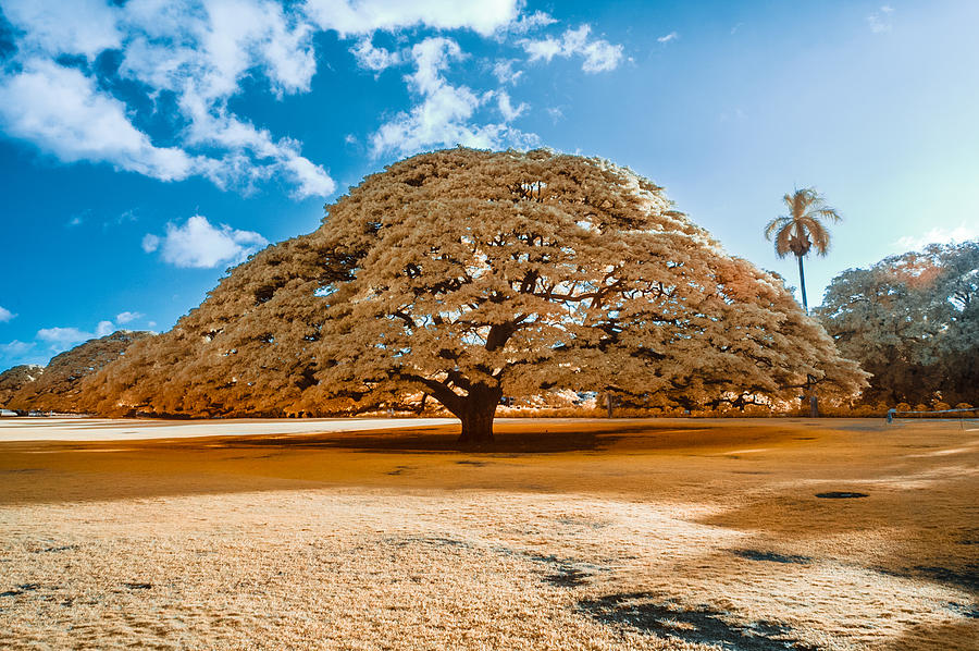 Hitachi Tree in Infrared Photograph by Jason Chu