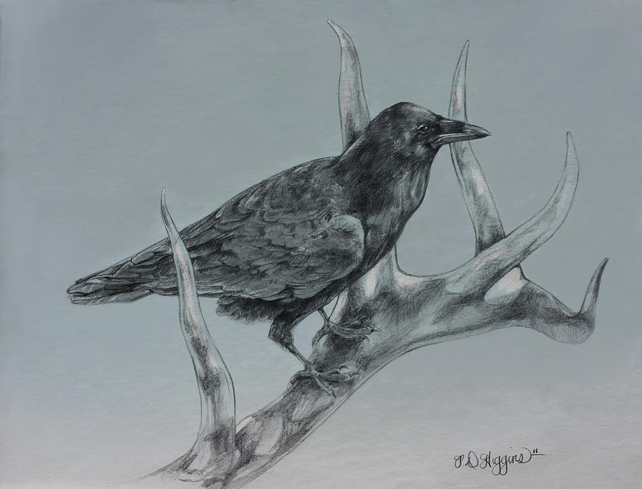 Raven Drawing - Hitchhiker Drawing by Derrick Higgins