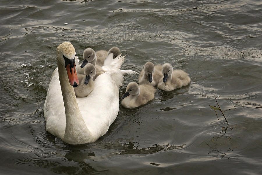 Hitching a ride Photograph by Inge Riis McDonald