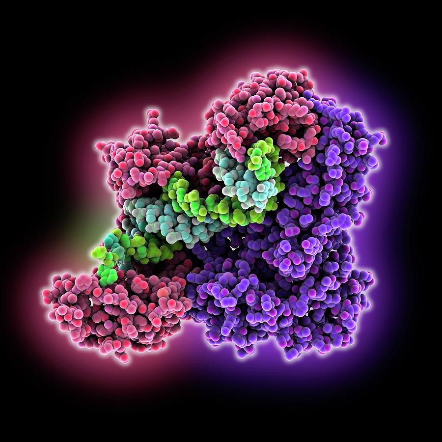 Hiv-1 Reverse Transcriptase Enzyme Photograph by Laguna Design